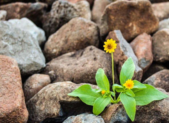 Decorative image of a yellow flower growing on rocks